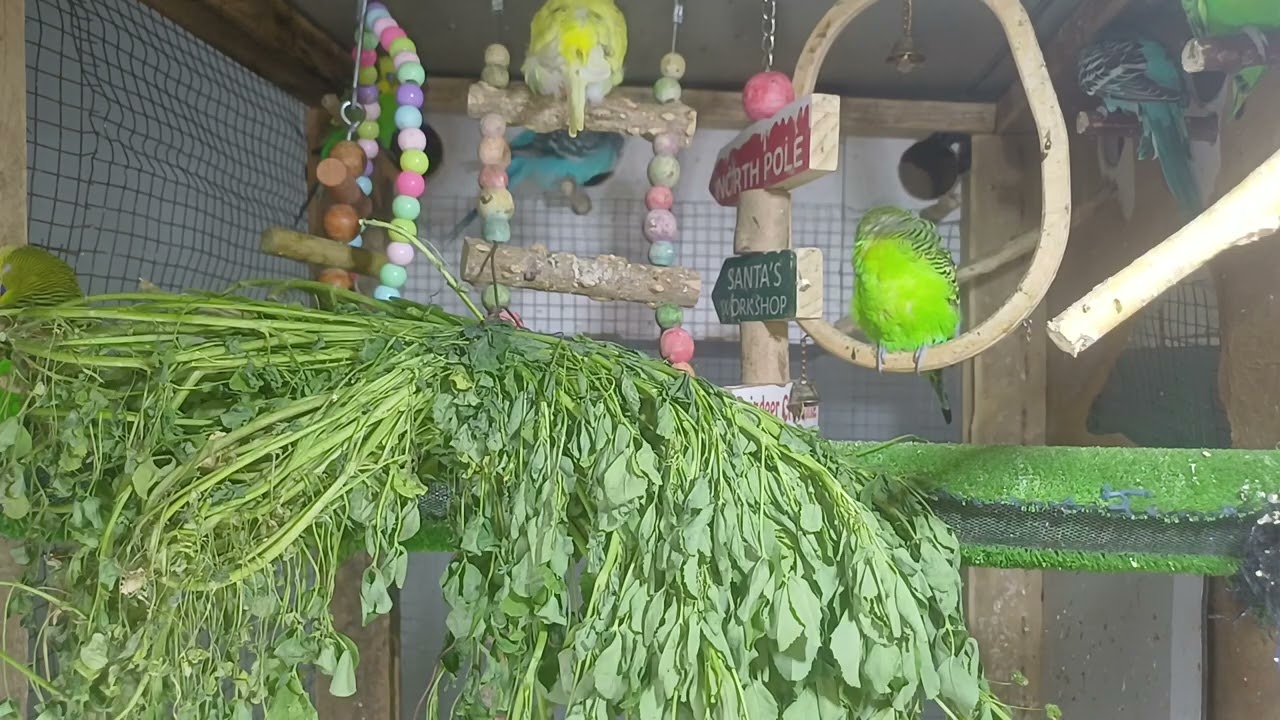 The Smartest Parrot in the World!
