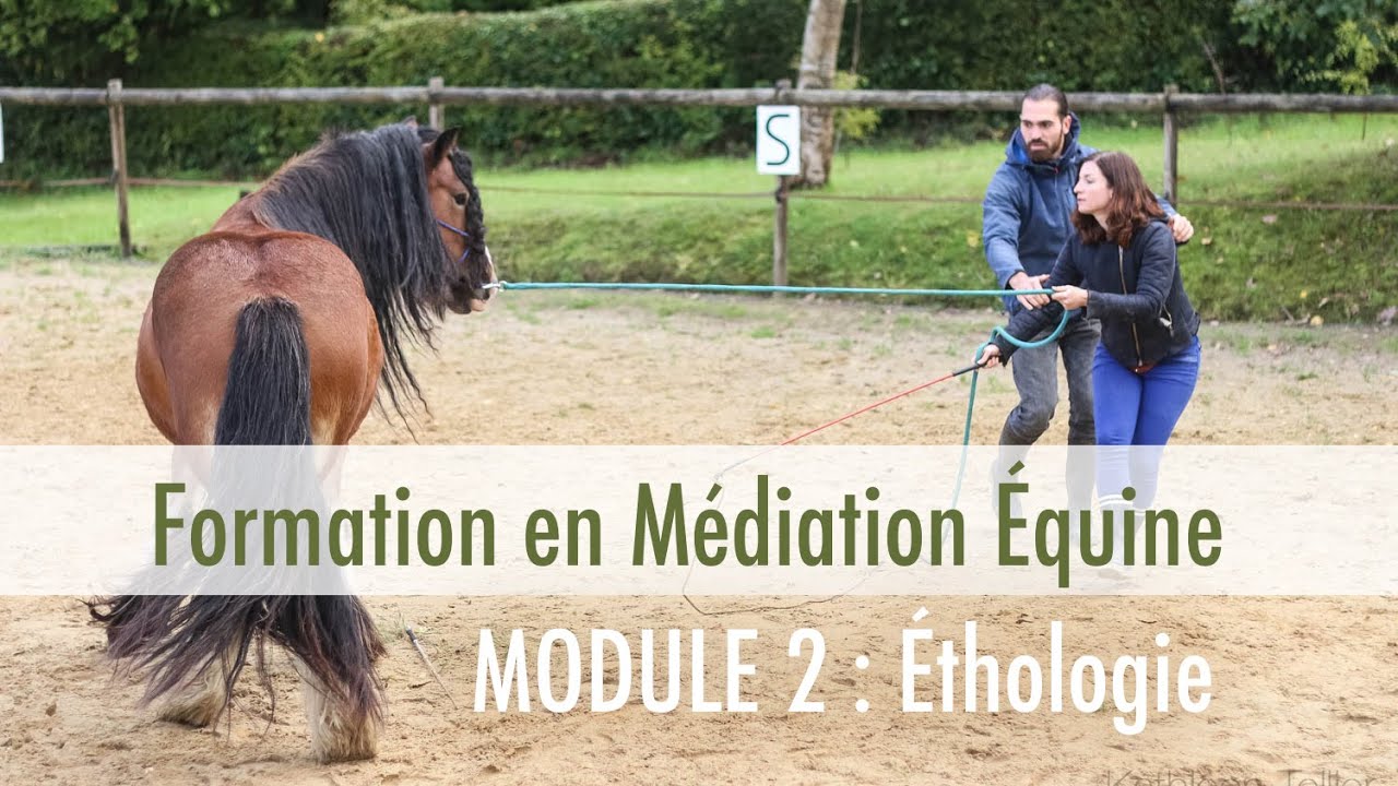 Formation Médiation Equine Module Ethologie chez ELLIPSY