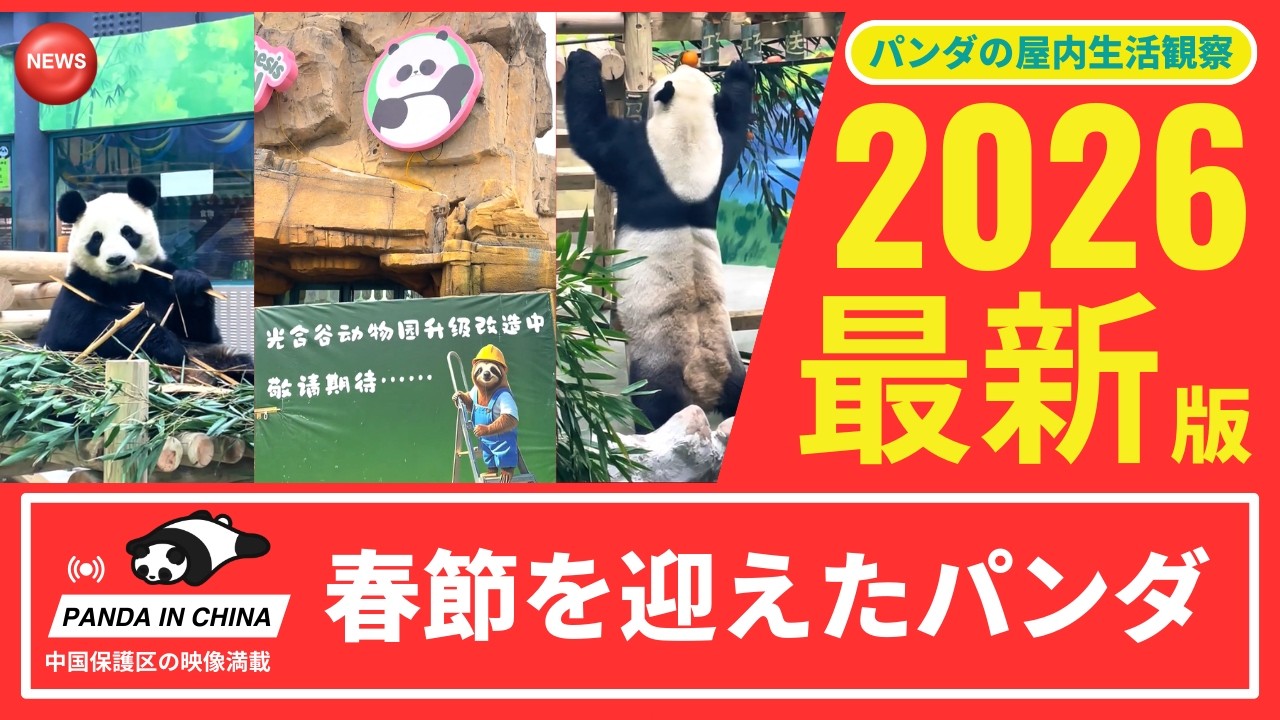 春節を迎えたパンダたち｜ パンダ館リニューアル記念！星美＆巧巧の屋内生活に密着 室内日和｜新パンダ館×春節スペシャル 新しい日常 パンダの行動を学ぼう! #パンダ