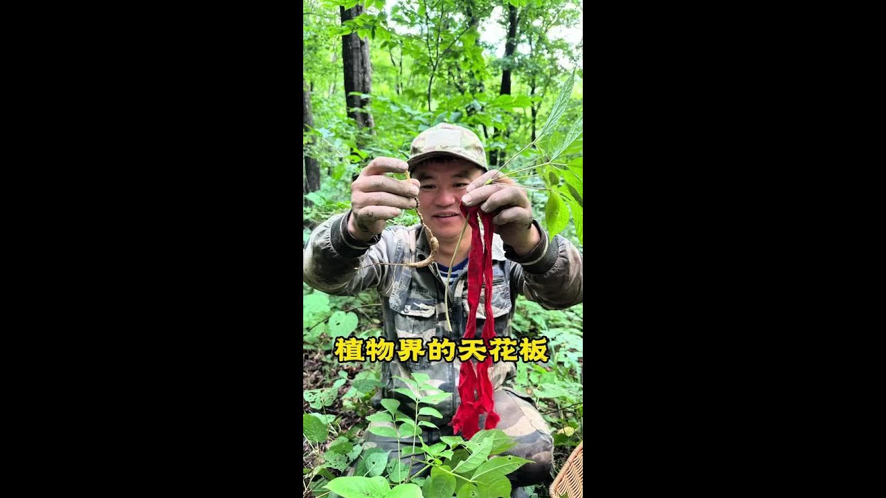是什么样的植物能让冬虫夏草藏红花见了都要自叹不如！！#记录大山里的农村生活 #大自然的馈赠 #三农