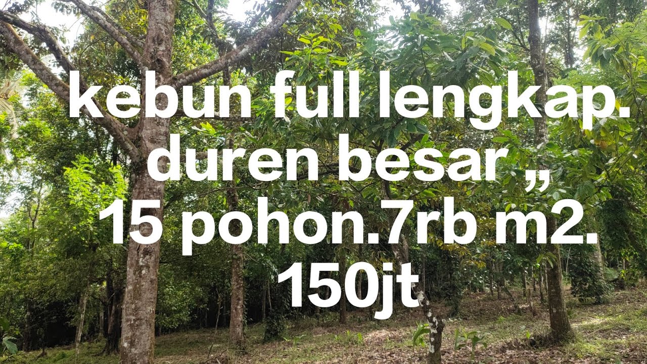 150jt kebun full lengkap.duren besar,, 15 pohon luas 7rb meter SPPT hub Husen bismilah 085695039878 