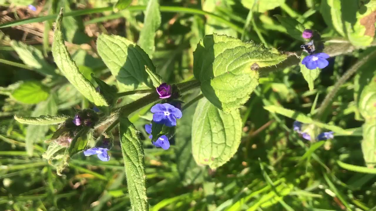 Jersey Wildflowers | Green alkanet