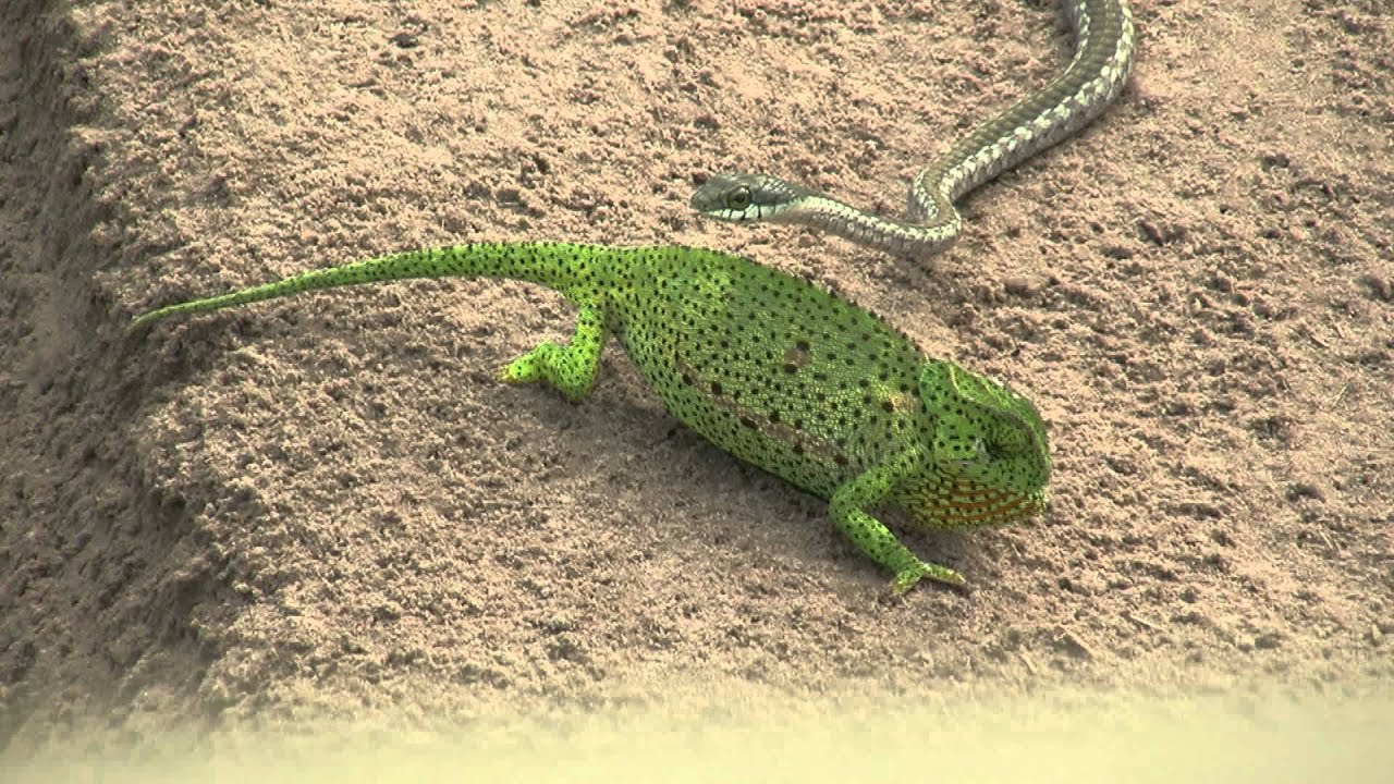 Chameleon v snake HD