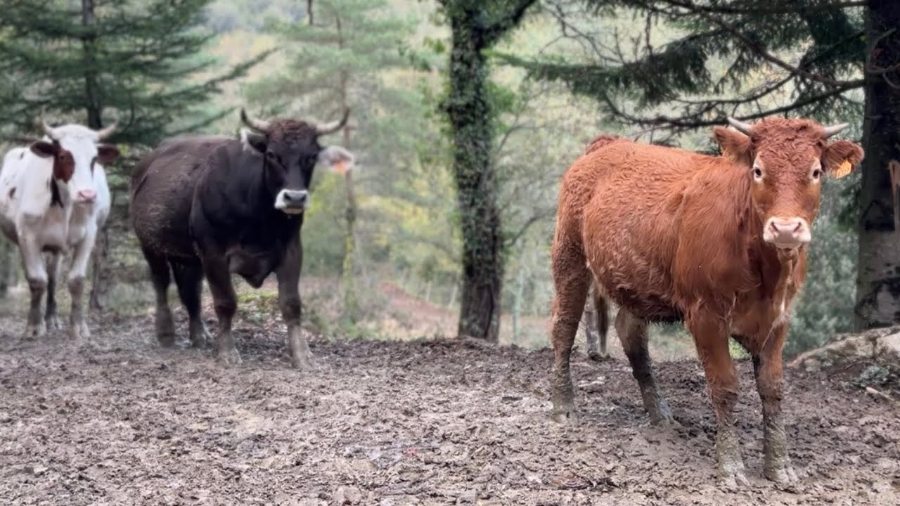 RECOGEMOS a las vacas y toros