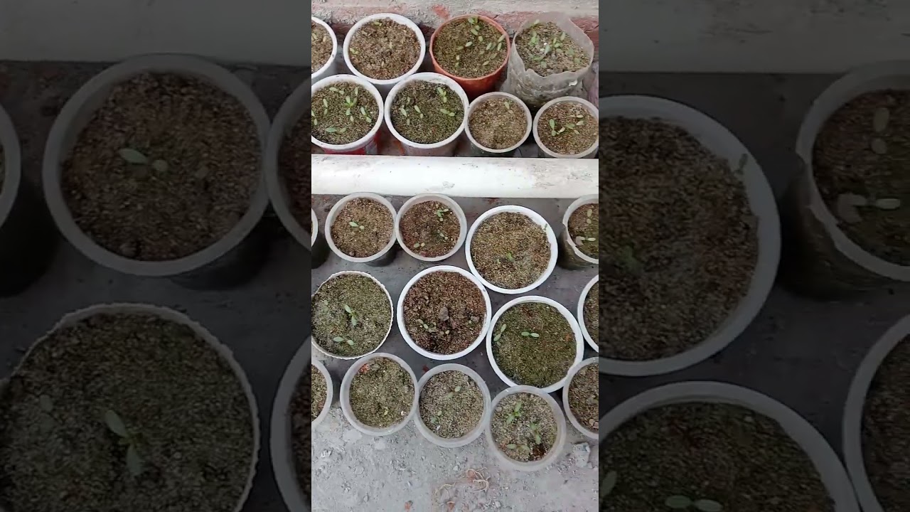 সবাই কে ফাগুনের শুভেচ্ছা, সেই সাথে  বীজের গাছের বেড়ে ওঠা ও ফুল ধরা দেখানো হলো।