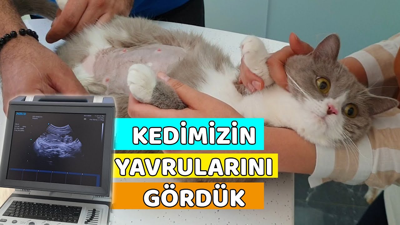 ULTRASONDA KEDİMİZİN YAVRULARINA BAKTIK(Luna'nın Yavruları)