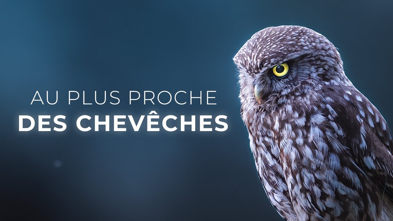 La Chouette Chevêche à la sortie du nid