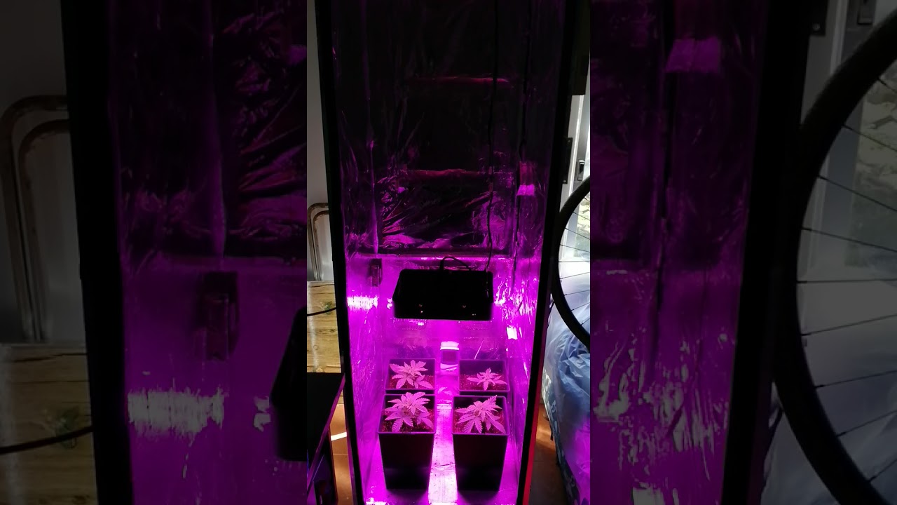 Indoor de Madera