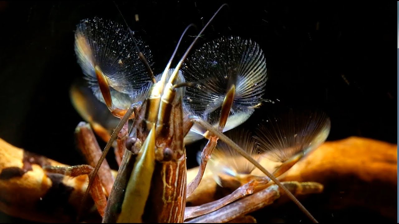 Giving Bamboo Shrimp Something to Filter.
