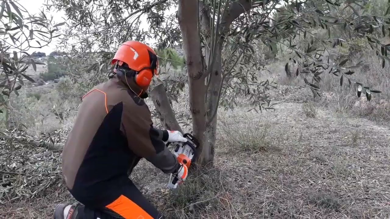 PODA OLIVO JAEN ALCAUDETE VIDEO 36