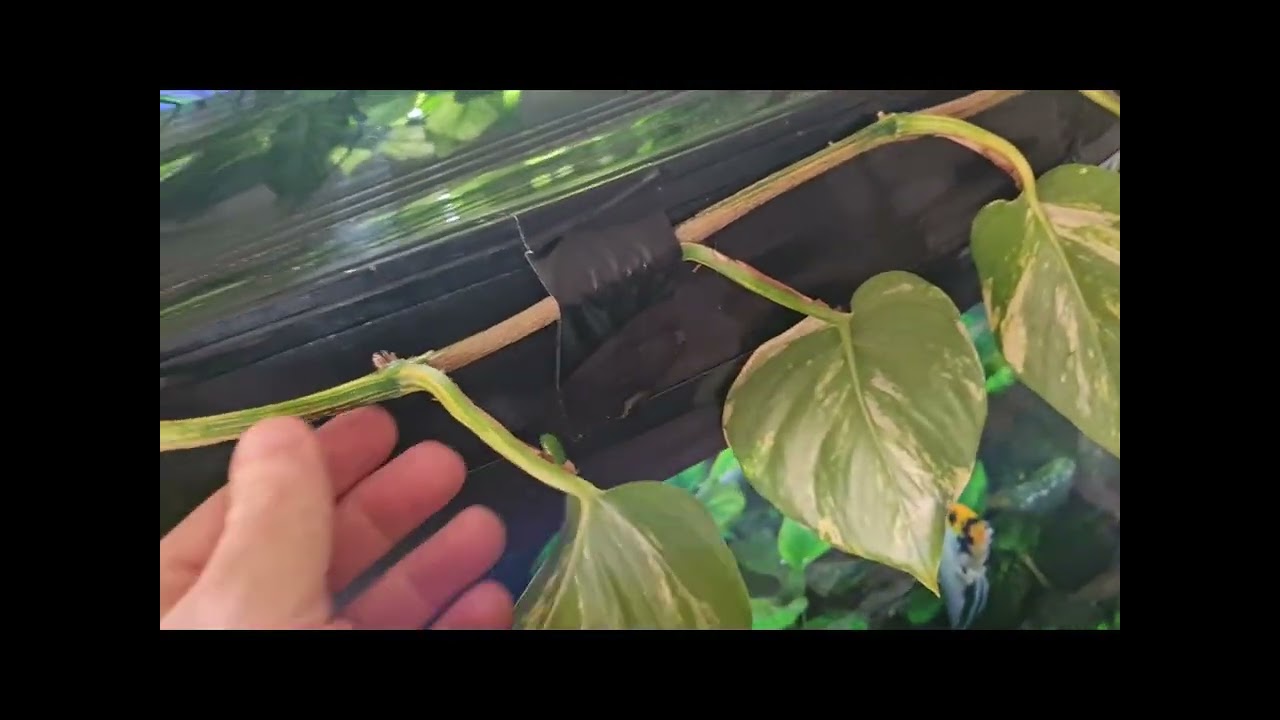DEVELS IVY.