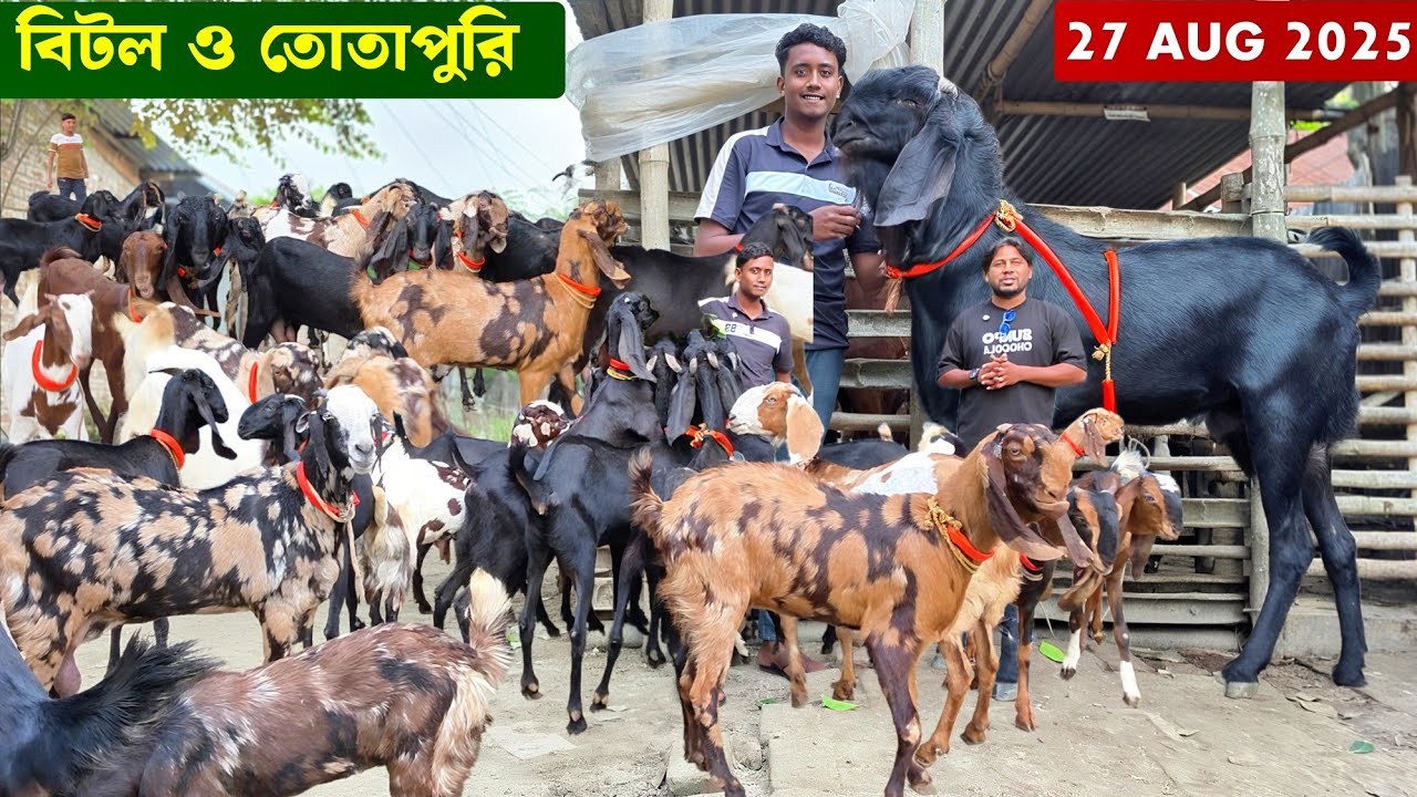 বিটল ছাগল ও তোতাপুরি ছাগলের বিশাল কালেকশন Beetal Goat and Totapuri Goat 