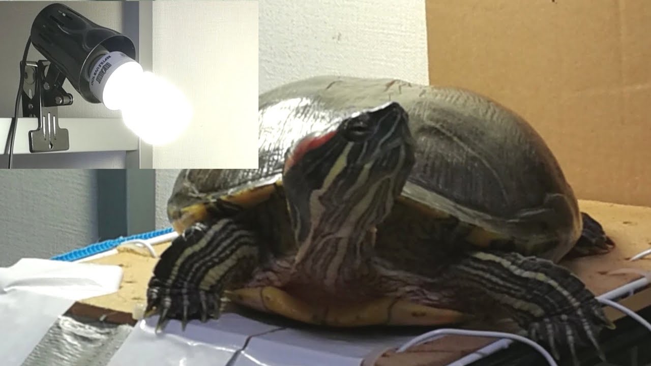 【初心者向け】ミドリガメ飼育のバスキングライトと紫外線ライトの話
