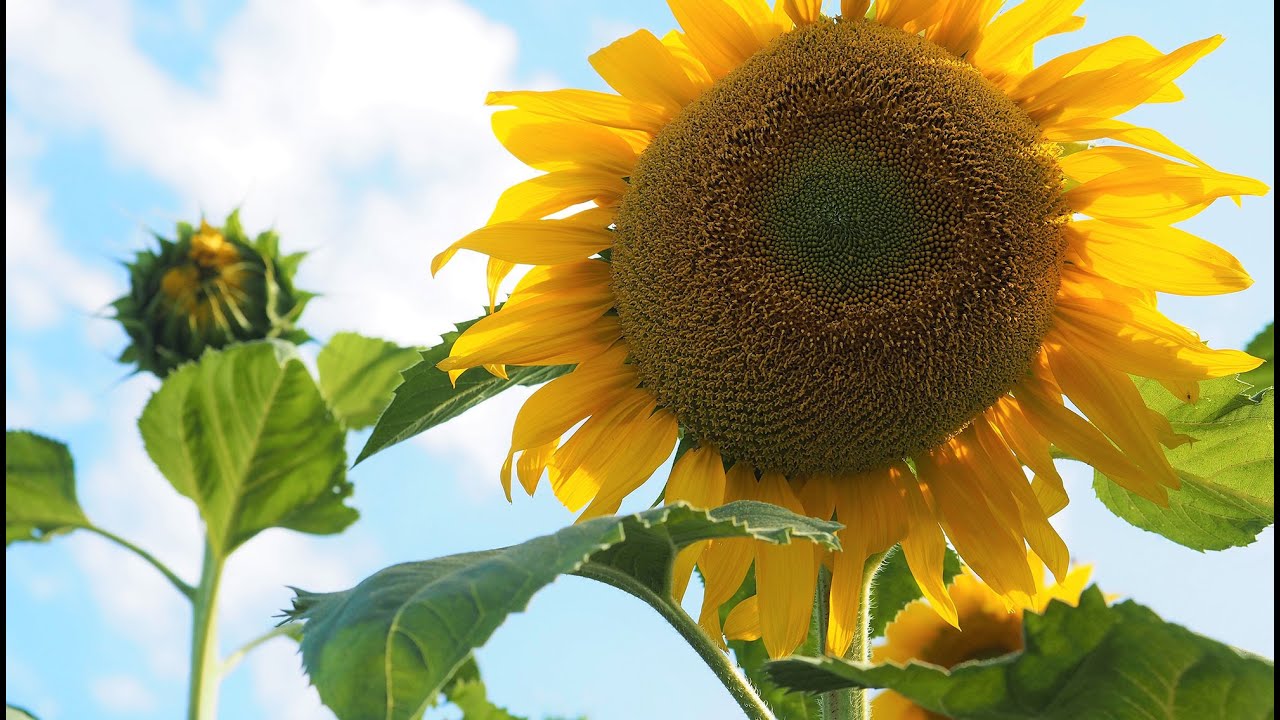 Cover Crops: How to improve soil health with cover crops