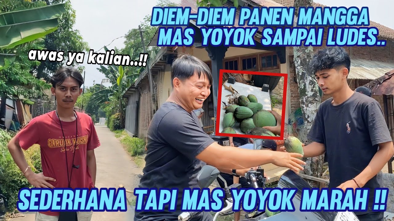 NGELOTIS MANGGA PUNYA MAS YOYOK !! Auto di marahan.