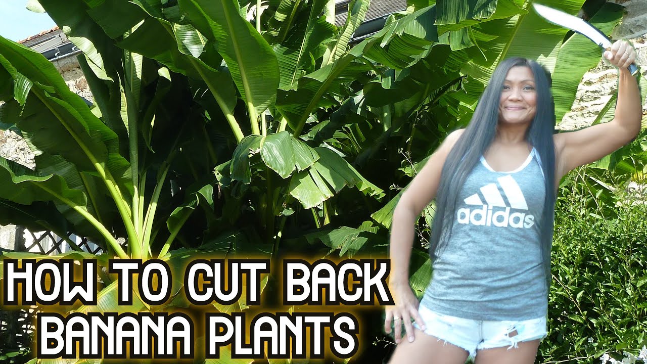 How to Cut Back Banana Plants   ( How to cut back Banana trees )   How to Shorten Banana Plants