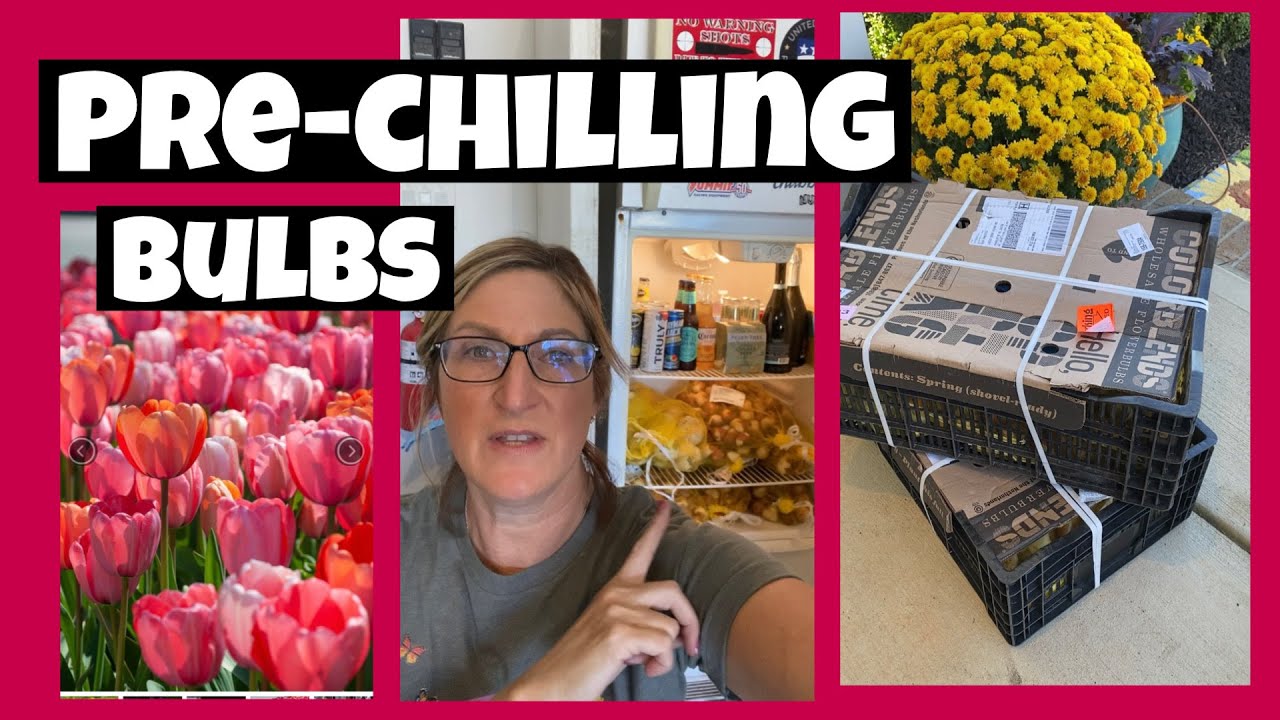 How do I Pre-Chill Spring Bulbs? Forcing Spring Bulbs!  What Planting Zone do I need to Pre-Chill?