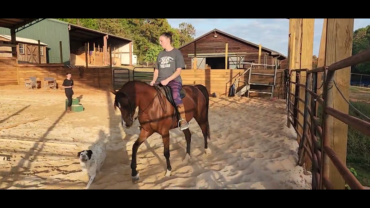 Sweet Merrimac 7yr 14.1hd Arabian mare available Fort valley ga