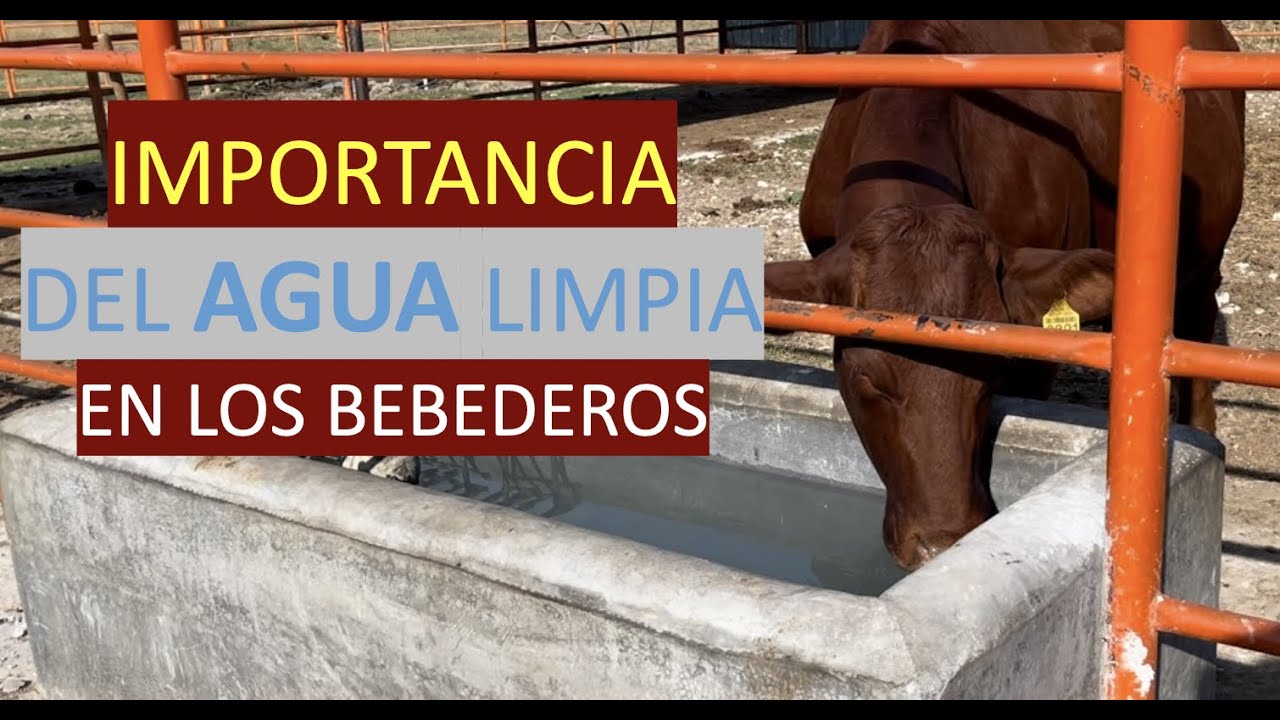 AGUA LIMPIA PARA EL GANADO BEEFMASTER SUPREMO EPISODIO 16