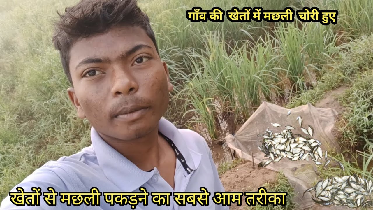 Gaon ke khet mein machhali chori hue |  khet se machhali pakdane ka sabse aam tarika 