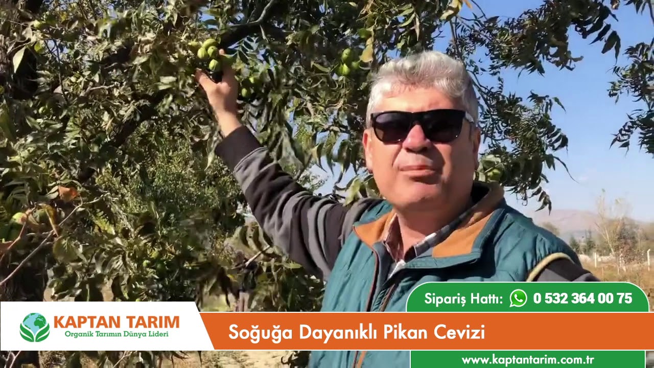 Soğuğa Dayanıklı Pikan Cevizi