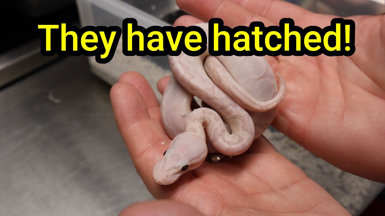 We have our first hatchlings of 2024