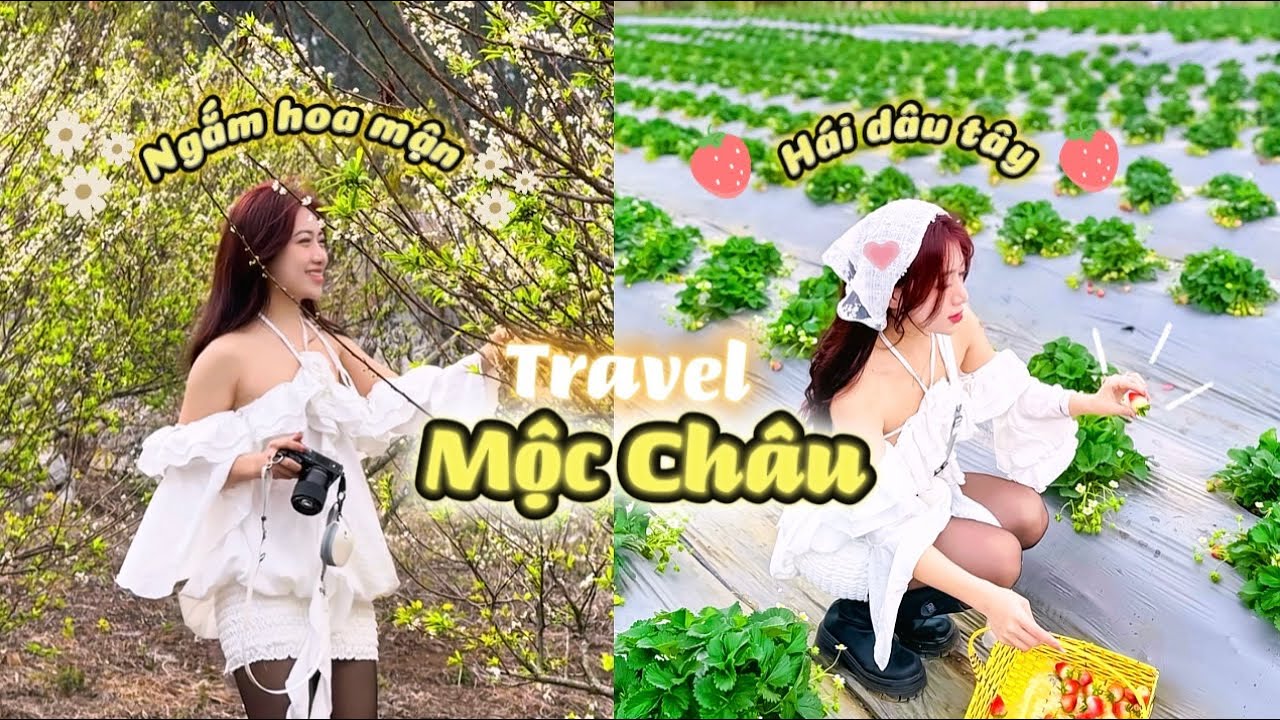 NGẮM HOA MẬN TẠI MỘC CHÂU | Hạ Nhiên vlog