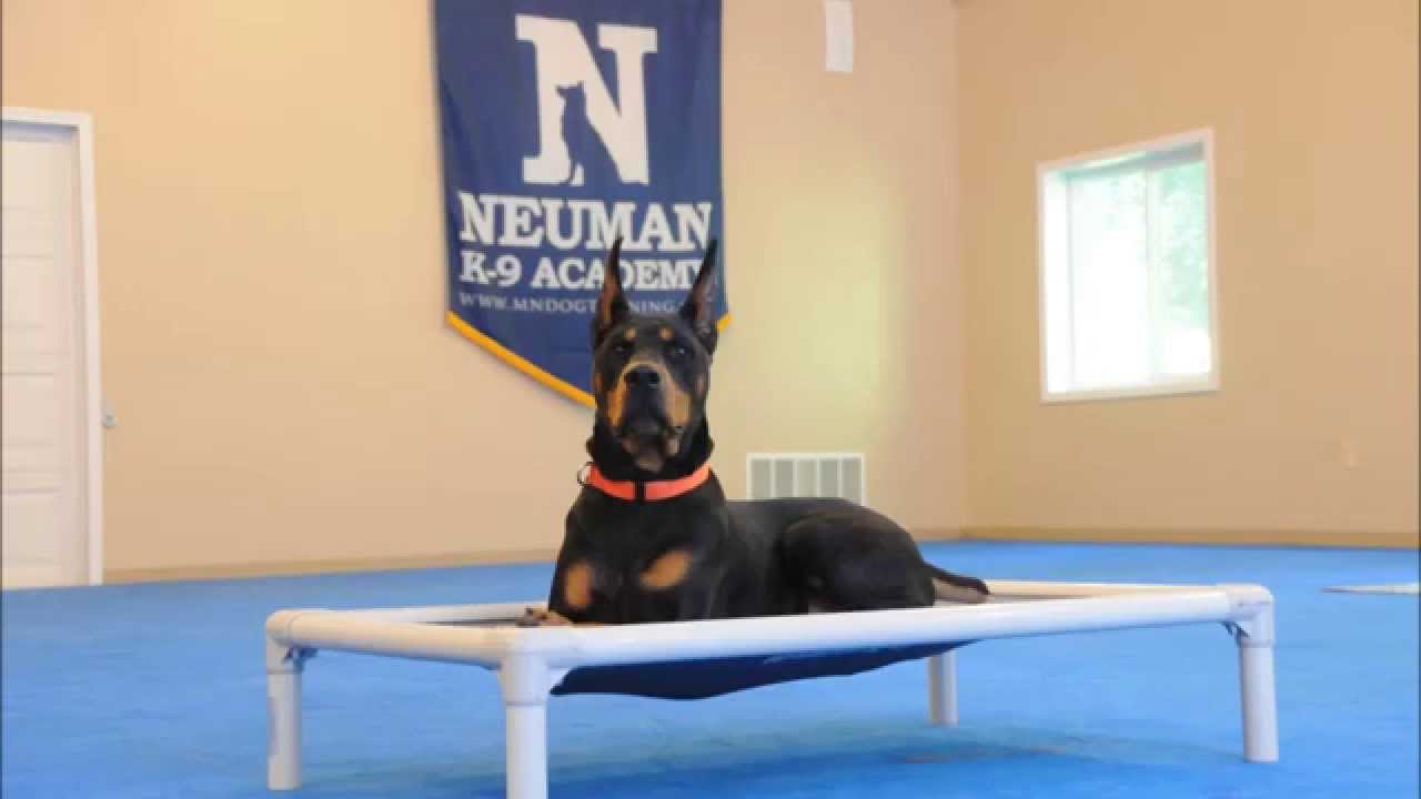 Atlas (Doberman Pinscher) Boot Camp Dog Training Demonstration