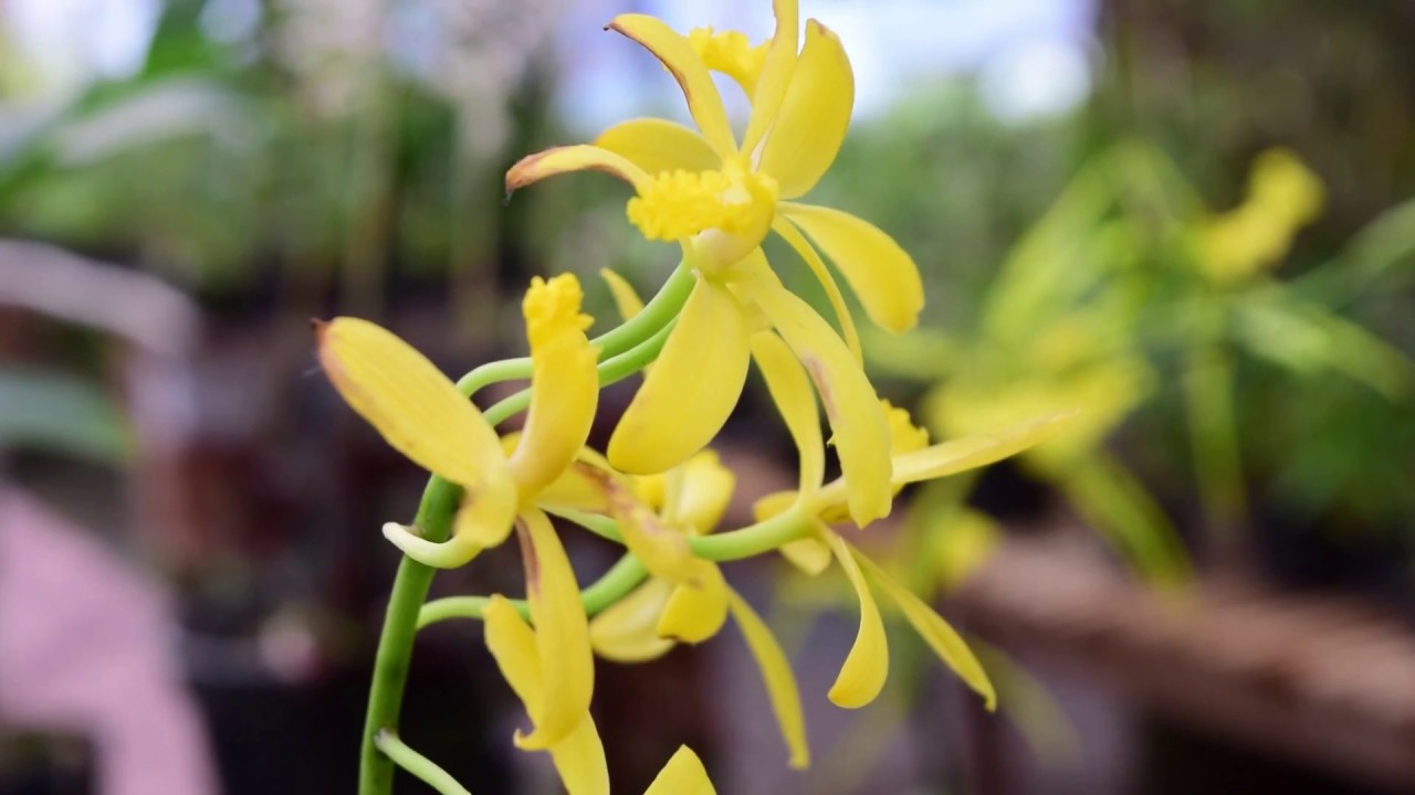 Epicattleya, Hadrolaelia, Ludisia, Chyrtoglossa, Dendrobium e Mais!