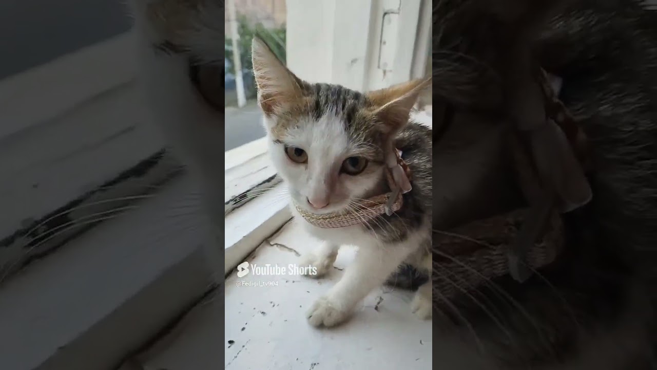 Pişik 🐱 
