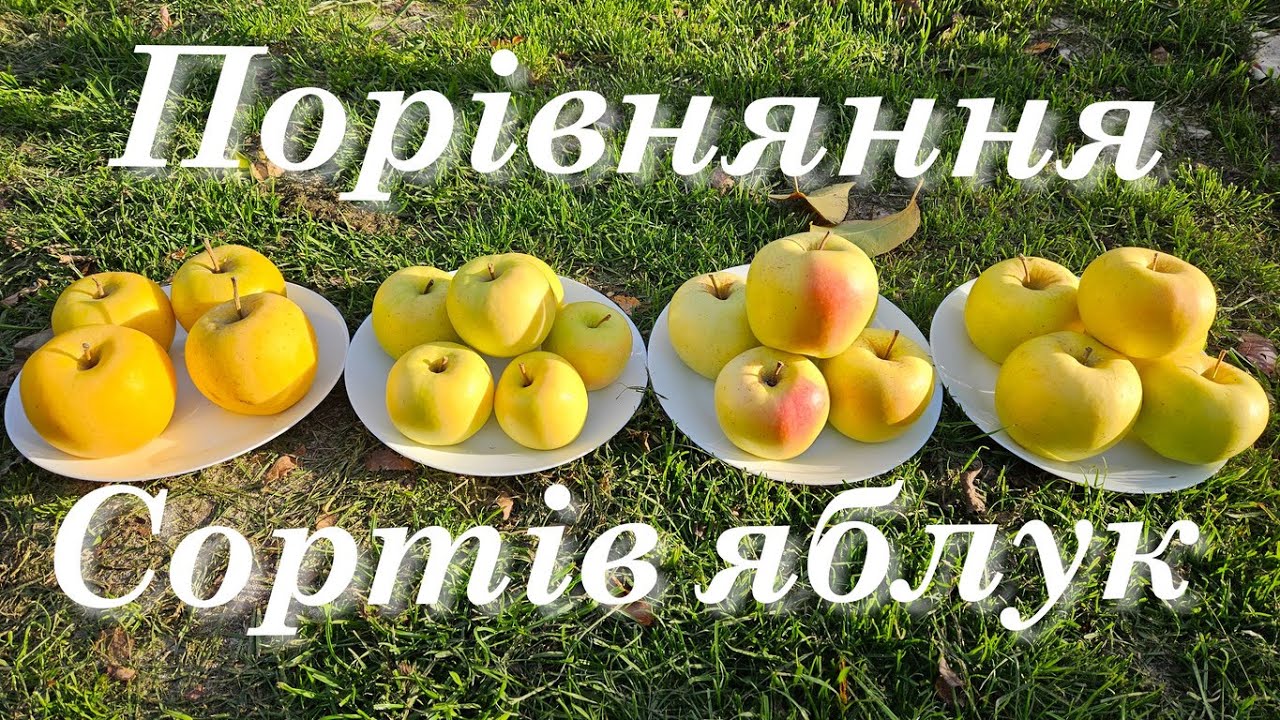 Імунні та середньо стійкі сорти яблук.