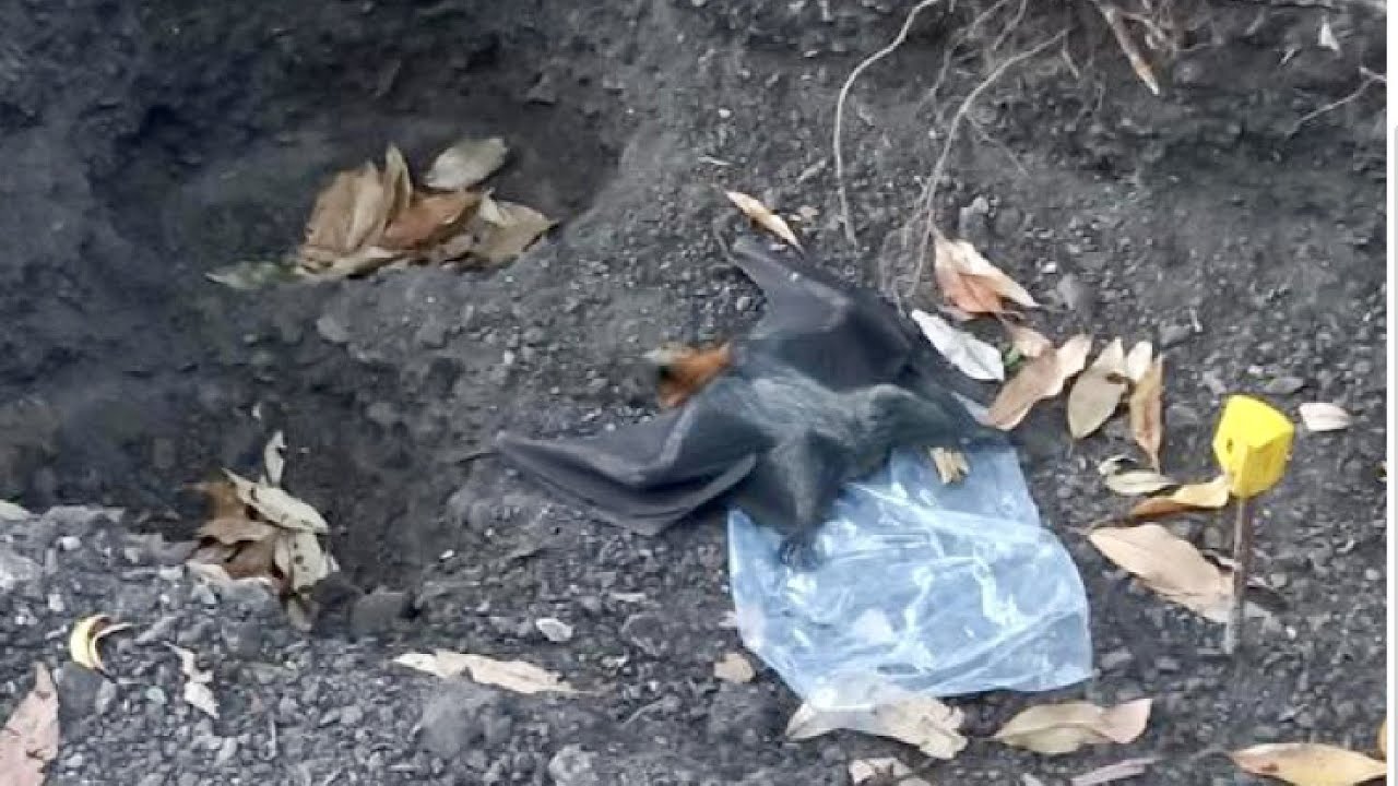 Rescuing a flying-fox in a construction site;  this is Myrtle