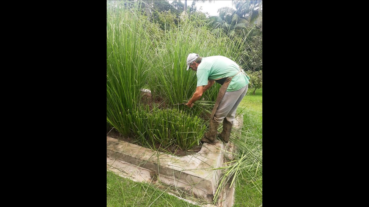 Como fazer a poda do Capim Vetiver na Fossa Ecológica?