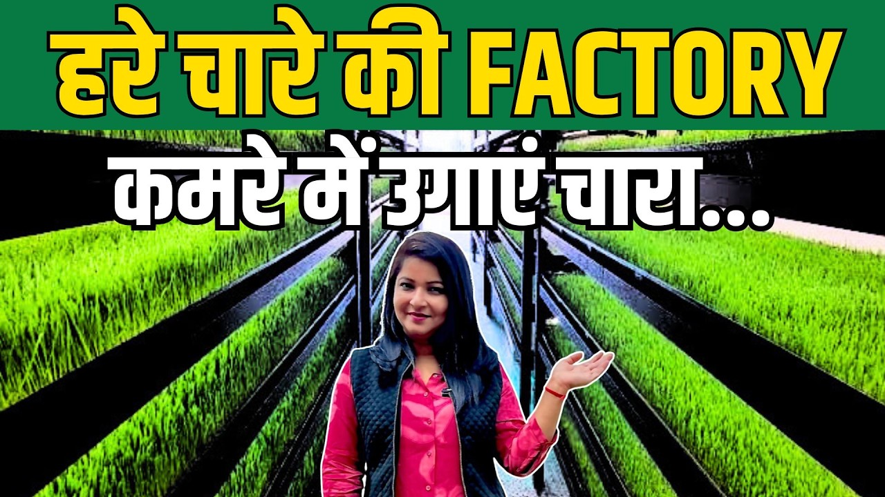 हरे चारे की factory कमरे में उगाएं चारा ! I Anju Singh IHydroponic Fodder System