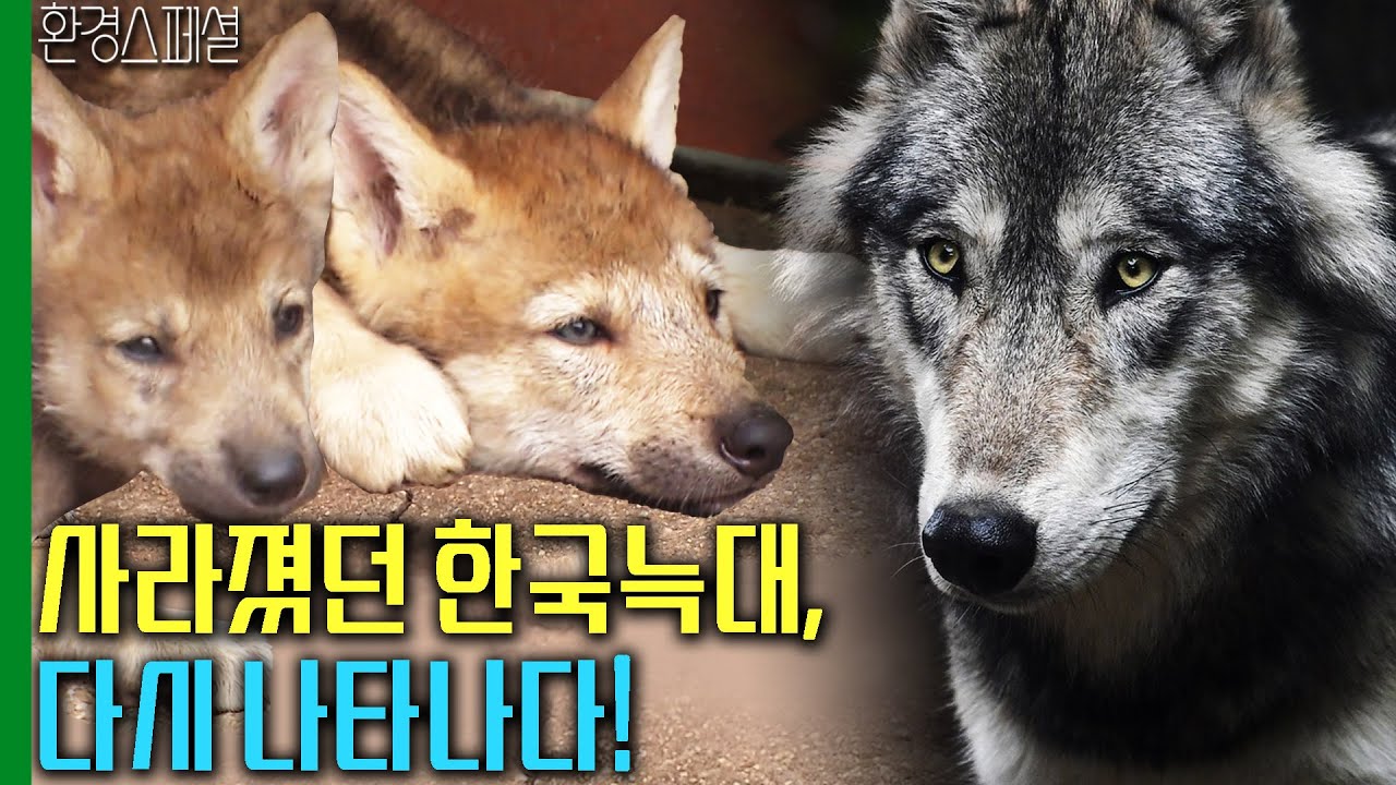 사라졌던 한국늑대, 다시 나타나다! [환경스페셜-늑대, 사라졌는가] / KBS 19990721 방송