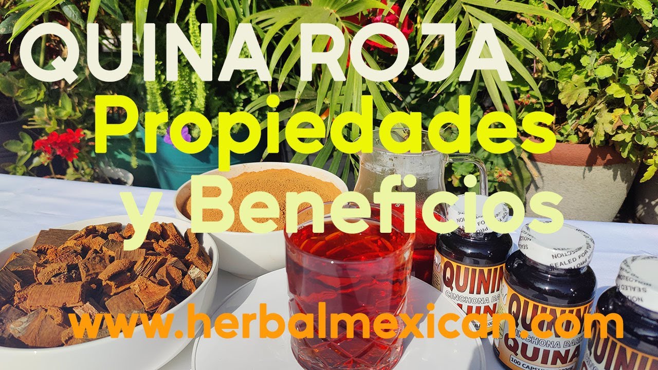 Para que sirve la Quina Roja, Quina Roja Propiedades y beneficios, Red Cinchona