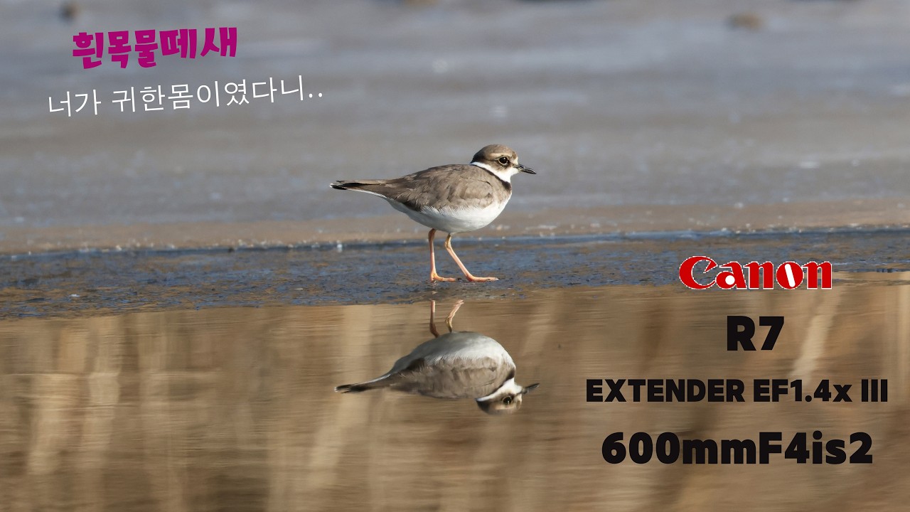 (4K영상) 너가 멸종위기종인 새였어?..귀한몸인 흰목물떼새..