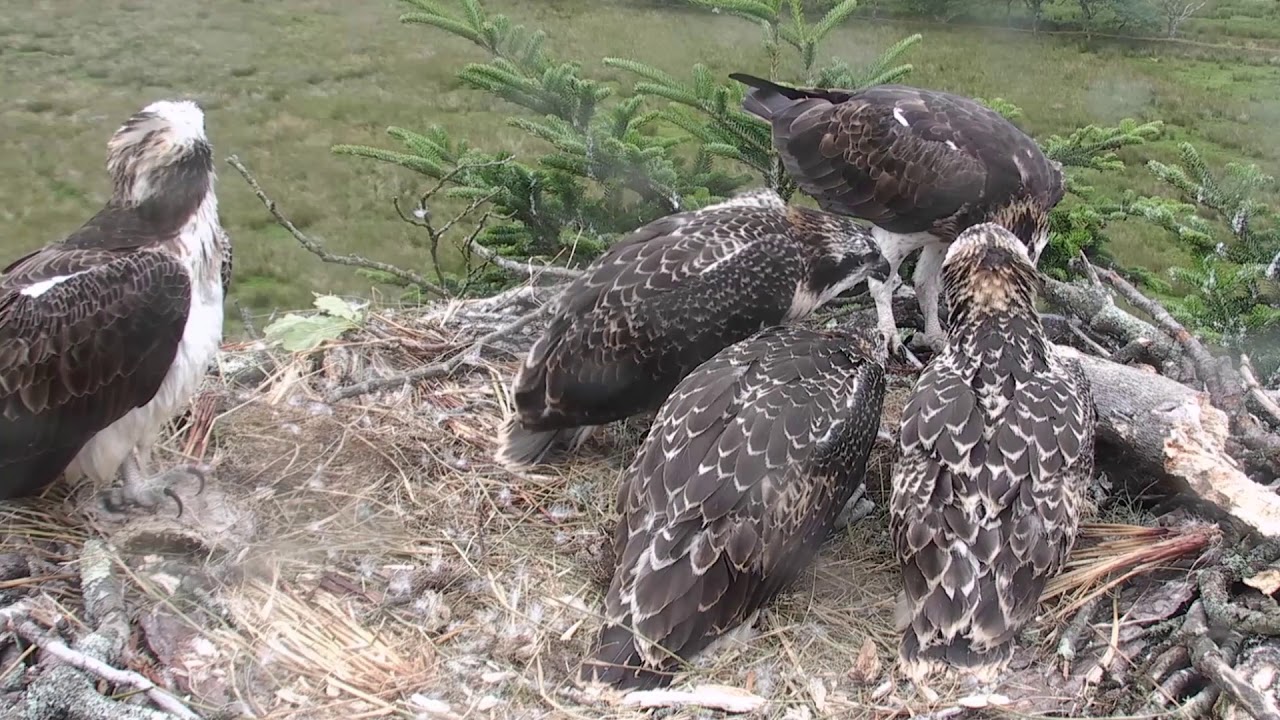 Bywyd Gwyllt Glaslyn Wildlife - Ospreys | #NORTHWALES