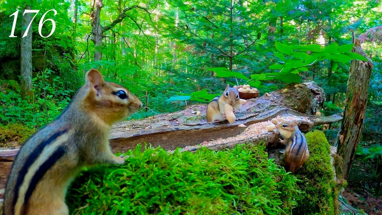 Cat TV: 2 Hours of Chipmunks in the Forest 4K, Episode 176