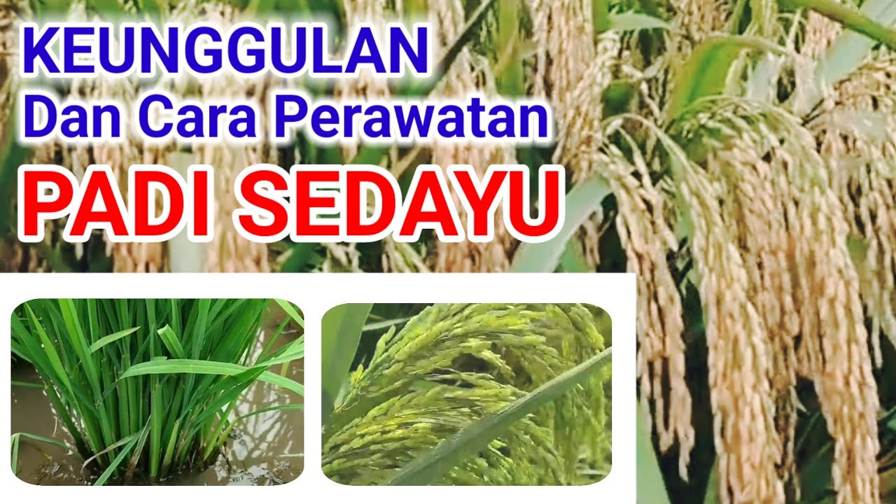 Keunggulan Padi Sedayu dan Cara Perawatannya