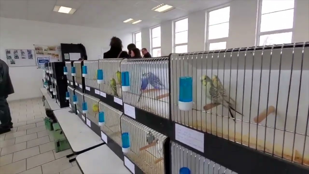 Somme : une bourse aux oiseaux à Moreuil les 21 et 22 février