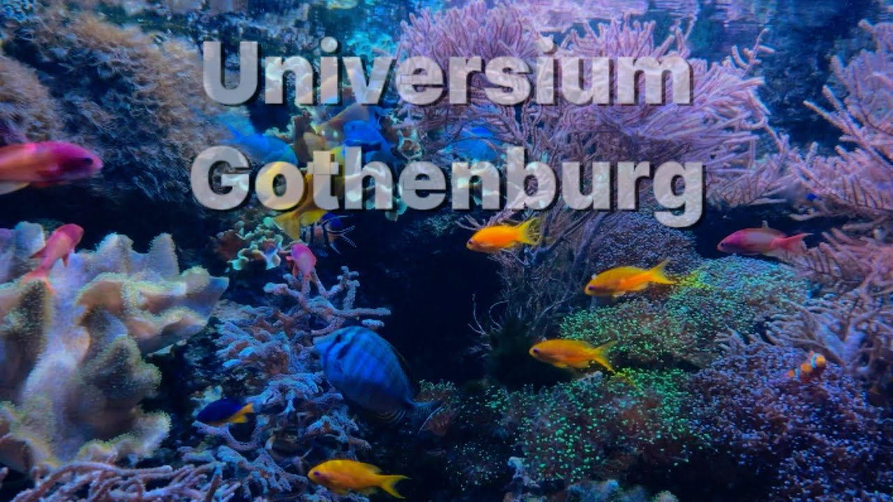 A Journey Through Universium: Gothenburg’s Gateway to the Cosmos