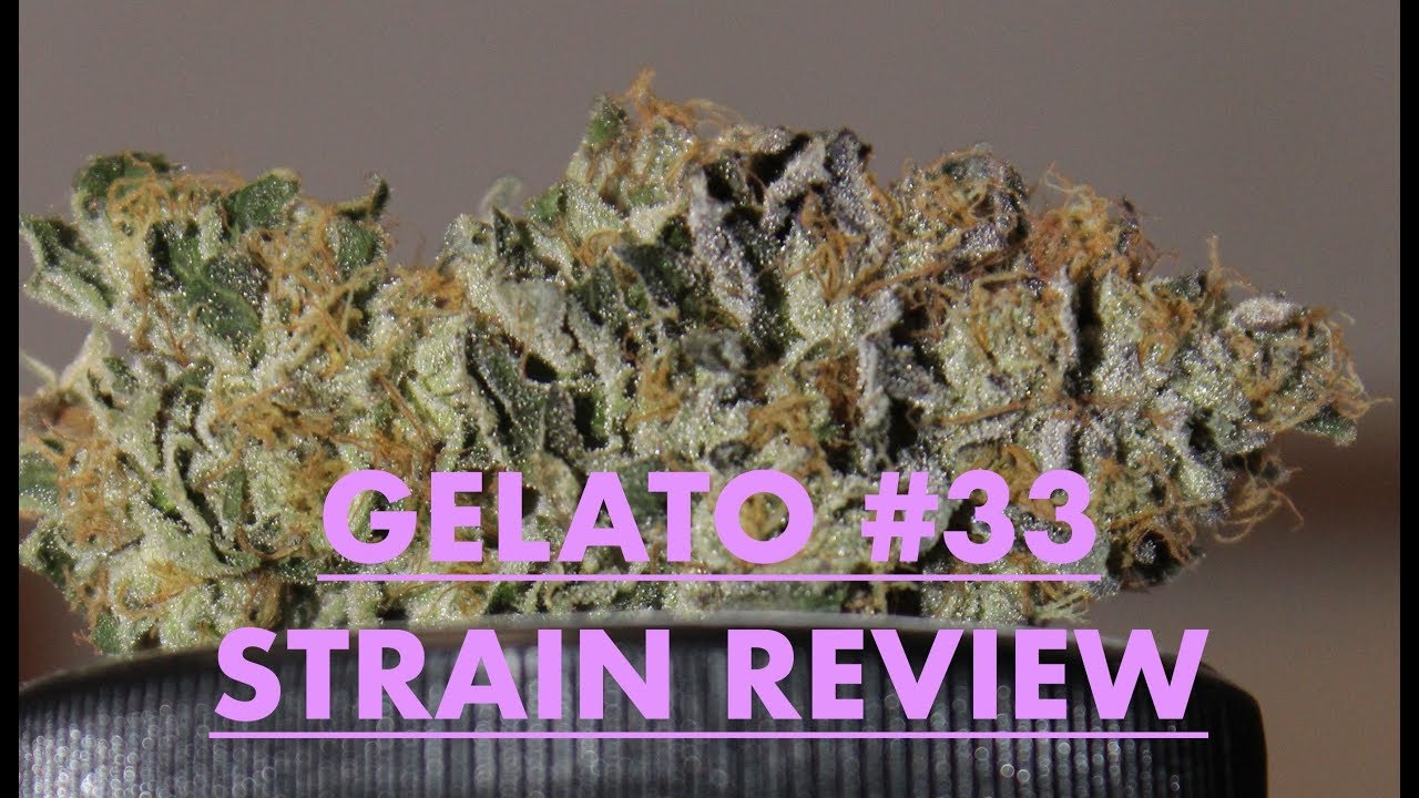 GELATO #33/LARRY BIRD STRAIN REVIEW | 100% Organic Living Soil Grown