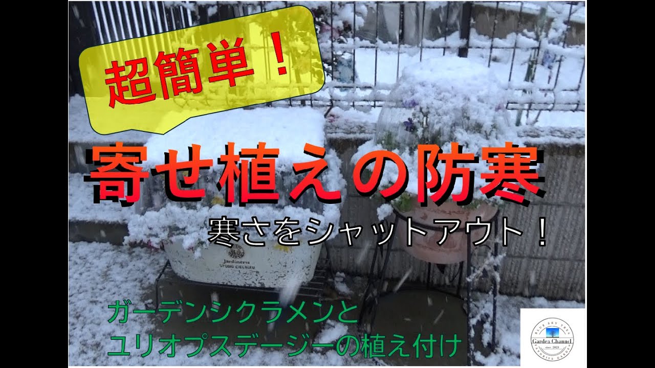 【とにかく簡単！】寄せ植えの防寒対策・ガーデンシクラメンとユリオプスデージーの植え付け