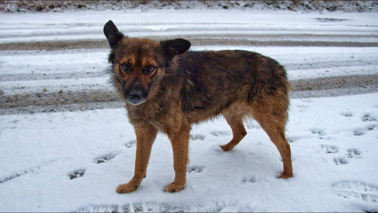 Desperate Stray Dog Stops Cars on Roadside to Ask for Help