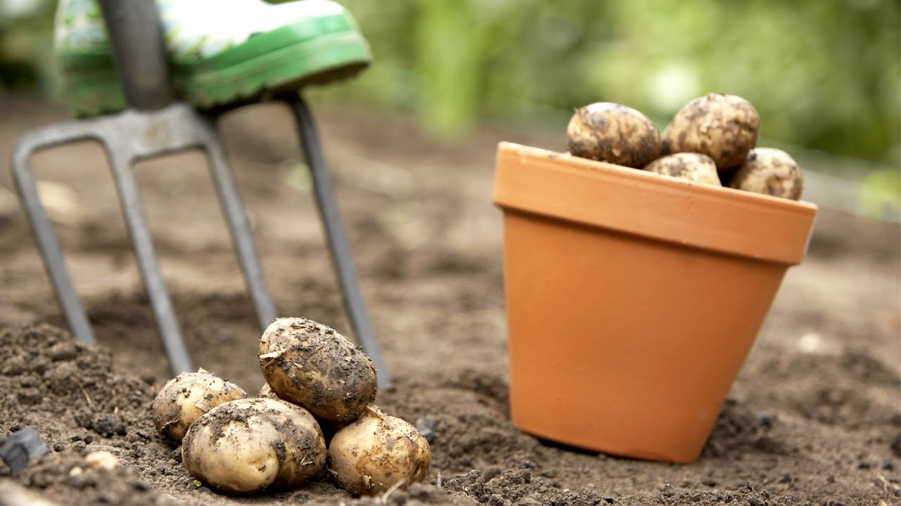 Harvesting Potatoes | At Home With P. Allen Smith