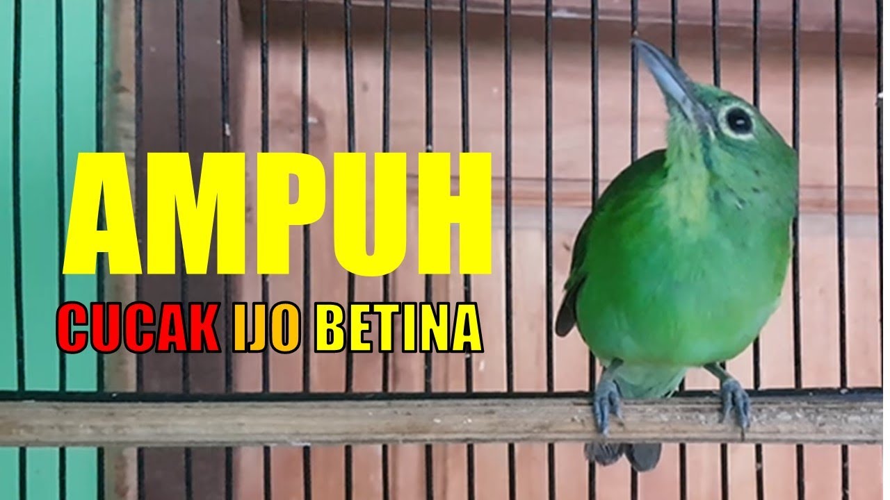 Suara CUCAK IJO BETINA memancing Cucak ijo JANTAN Agar GACOR