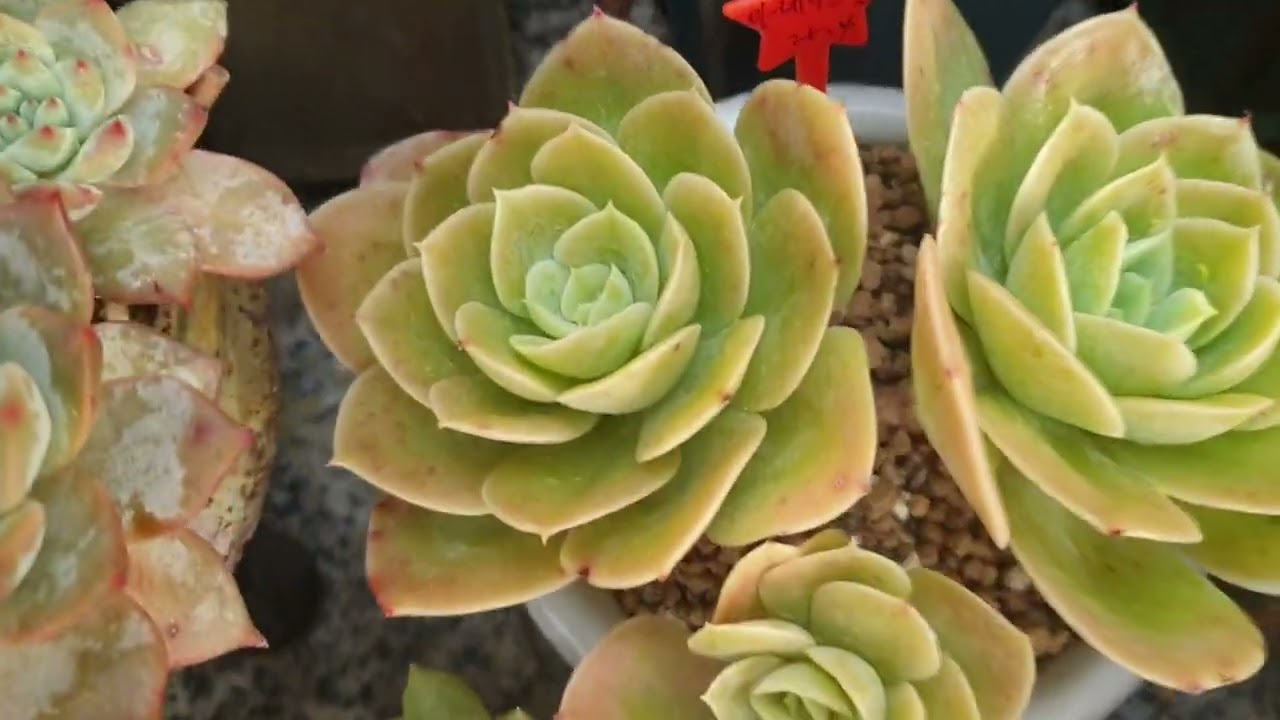 #다육이#떼샷마지막영상#노지생활끝