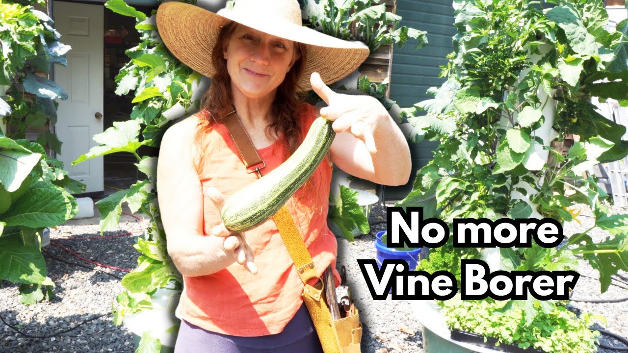 The Ultimate Guide to Growing Zucchini on an Vertical Hydroponic Garden: How to Combat Vine Borer.