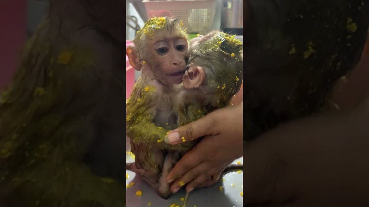 #poorlittlebabymonkey #babymonkey #savingbabymonkey #helpbabymonkey #sadbabymonkey #videosort